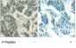 Phospho-Her3 (ErbB3)-Y1328 Antibody